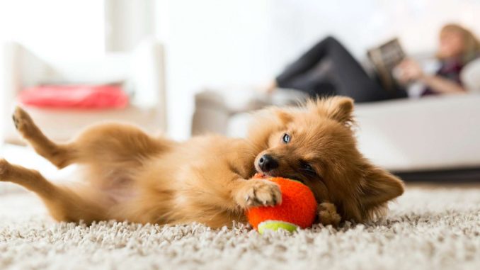 chien-appartement