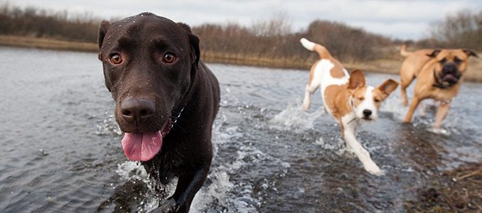 Voici-les-conseils-pour-rafraîchir-son-chien-en-été