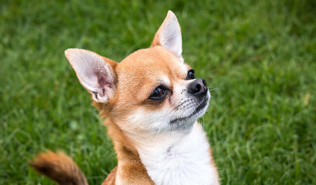 chiwawa
