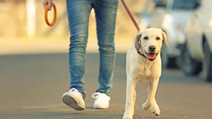 comment-ruiner-la-balade-de-son-chien-2